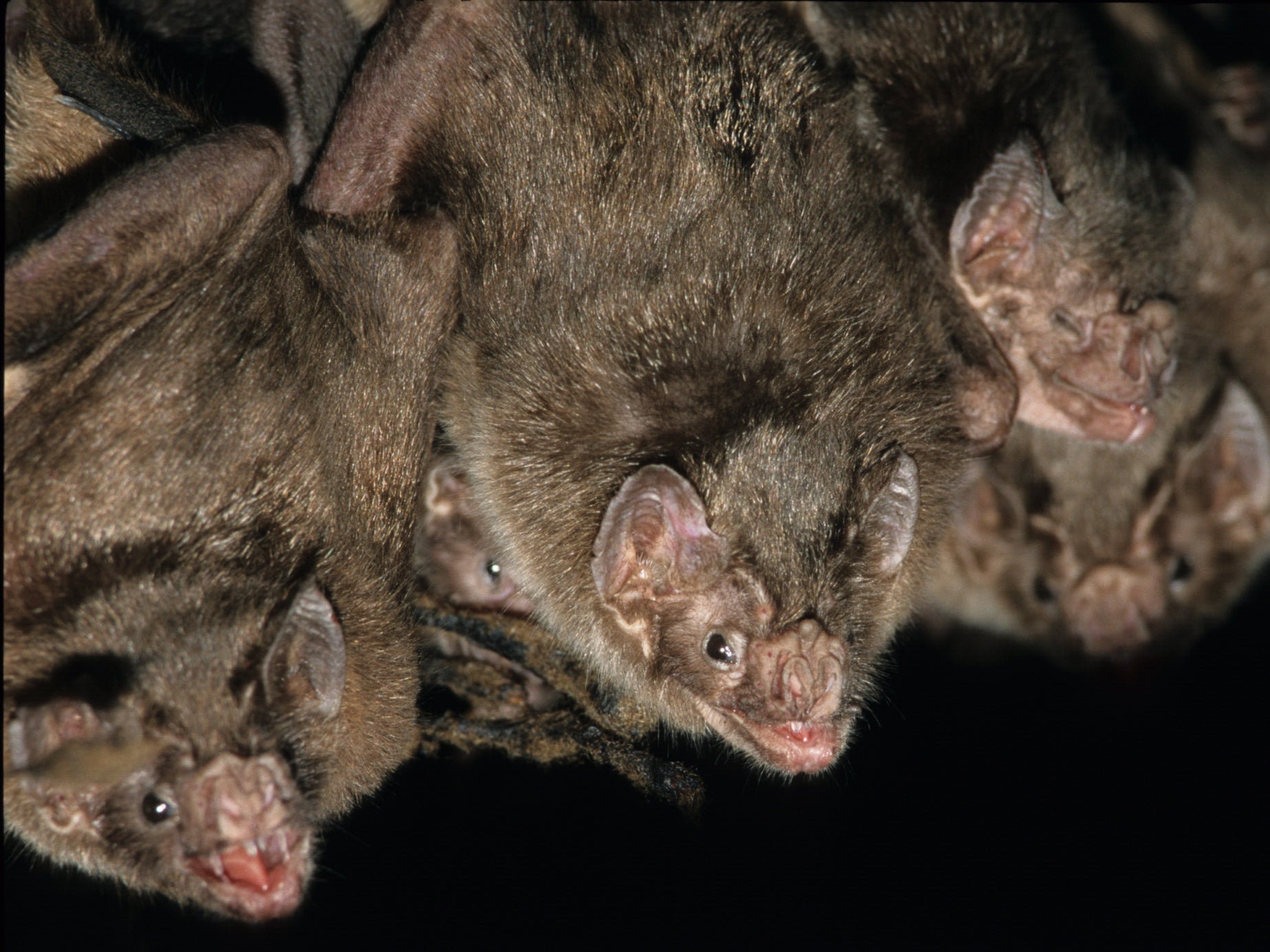 <p>Fair ladies: female vampires live in egalitarian societies rare among groups of mammals</p>