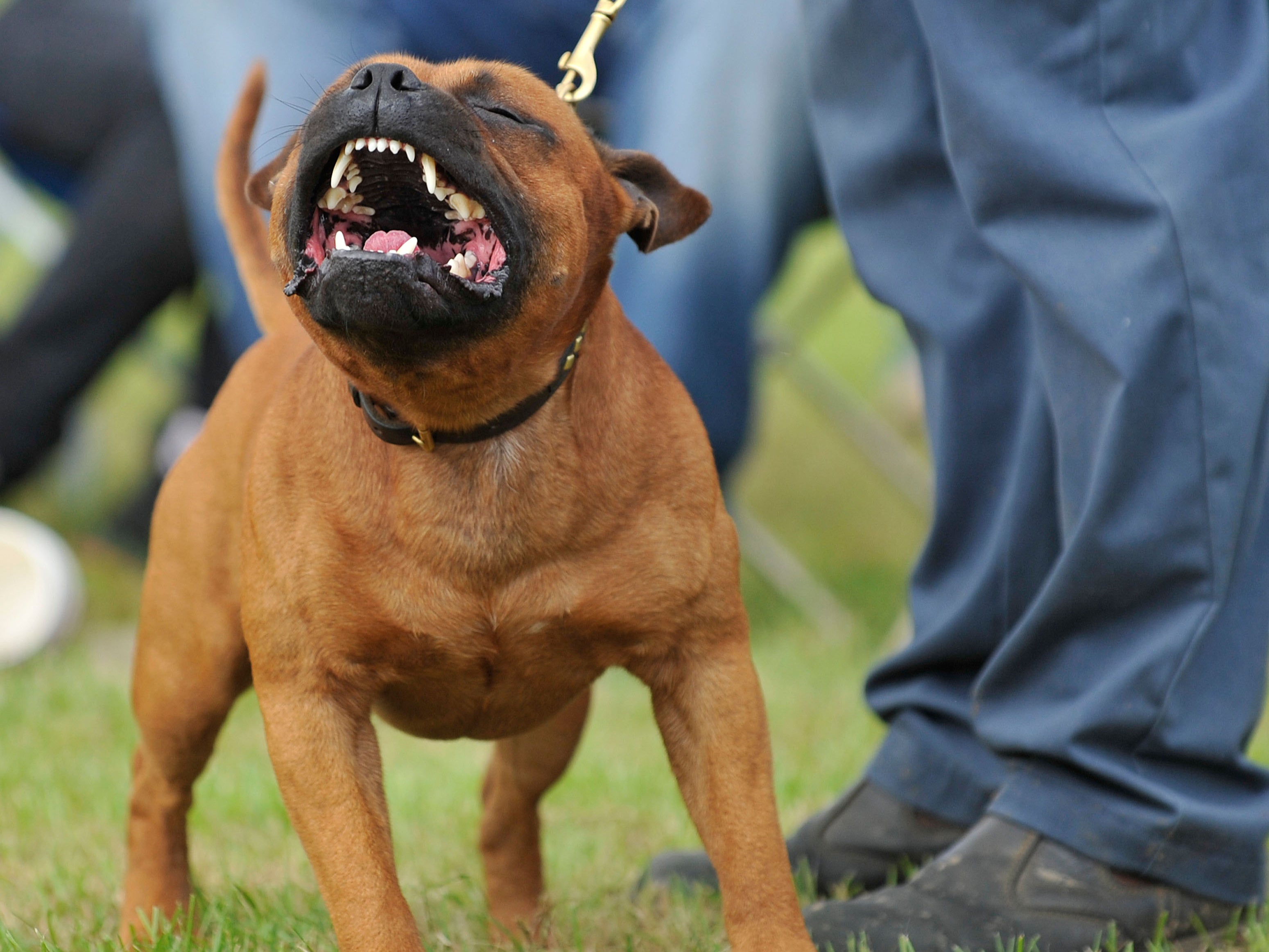 File photo of an aggressive Staffordshire bull terrier