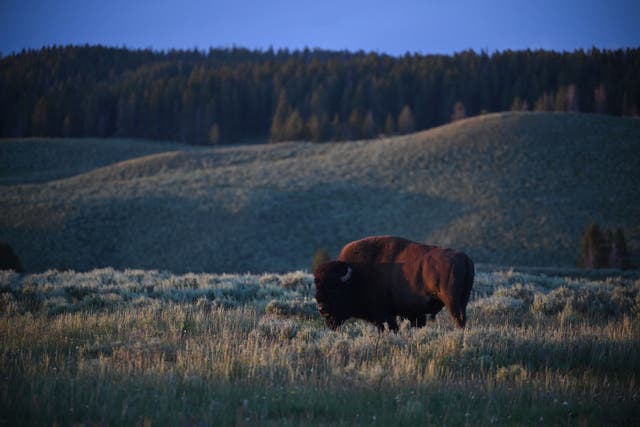<p>A bison grazes in Yellowstone National Park in Wyoming, a state which has become an unlikely cryptocurrency hub in recent years</p>