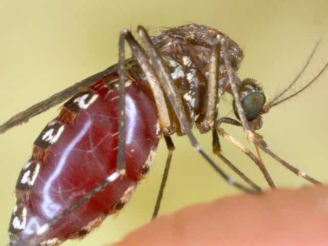 <p>Nearly 90 per cent of the global population could live in areas posing a malaria risk by 2078 if emissions rise at current rates</p>