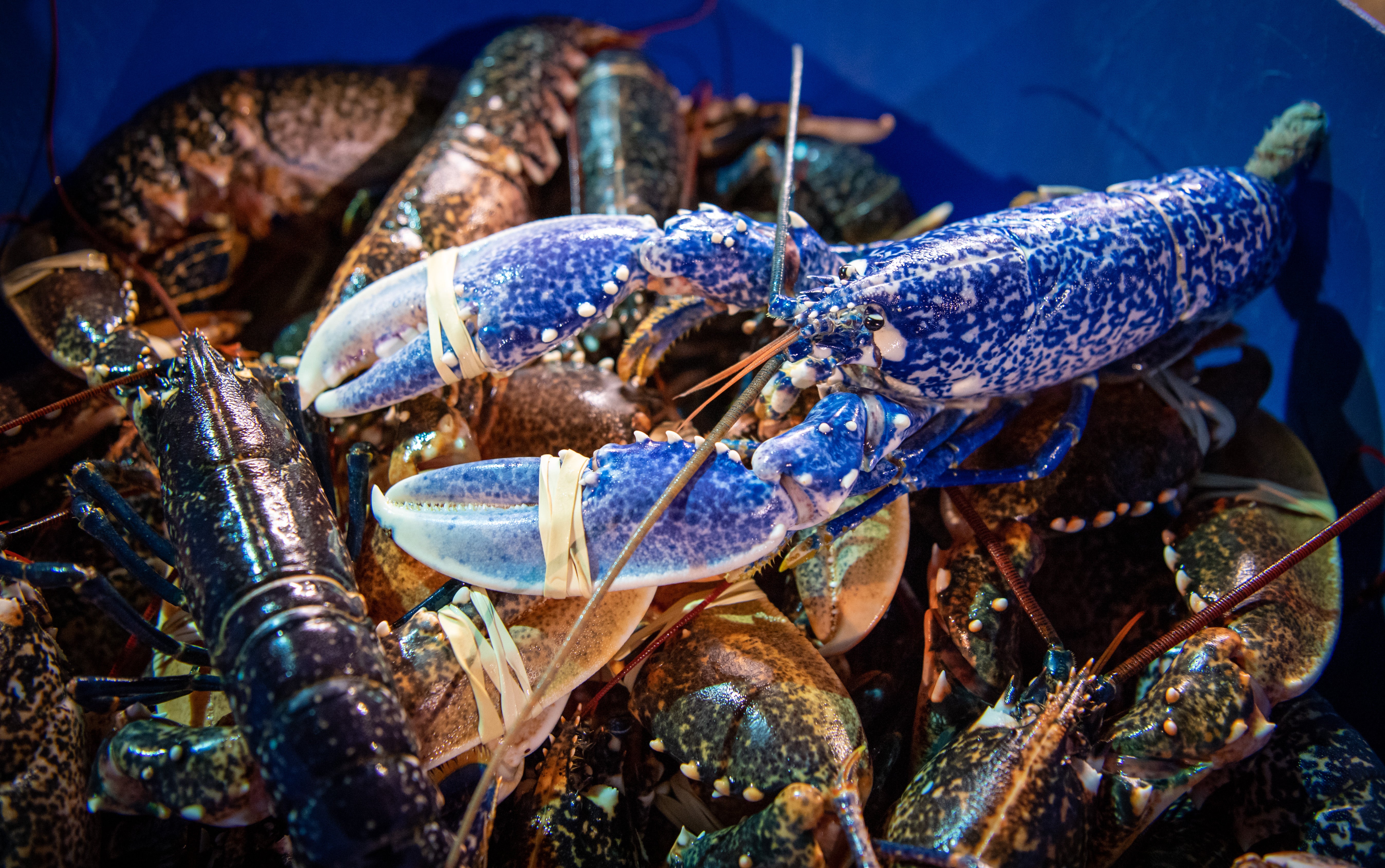 A rare blue lobster was discovered in a Rochdale pub’s seafood order earlier this week