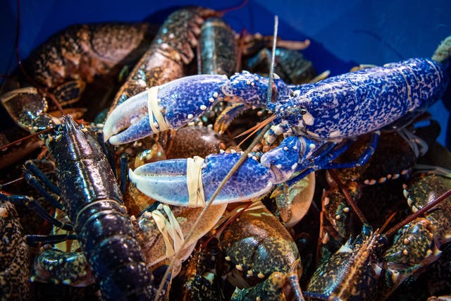 <p>A rare blue lobster was discovered in a Rochdale pub’s seafood order earlier this week</p>