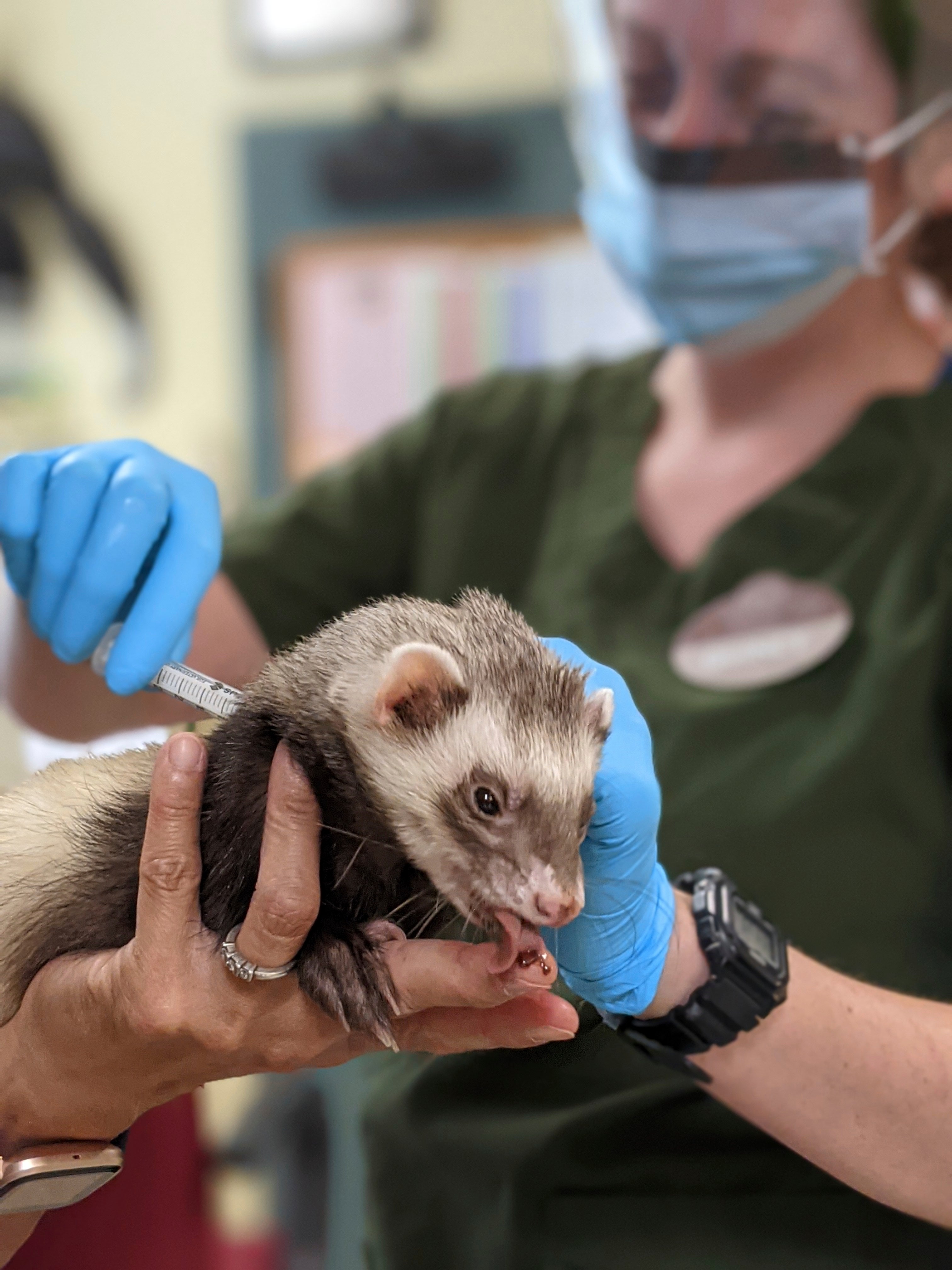 “Archie,” a ferret receives a Covid-19 vaccine while enjoying a treat from veterinarians at the Oakland Zoo in Oakland