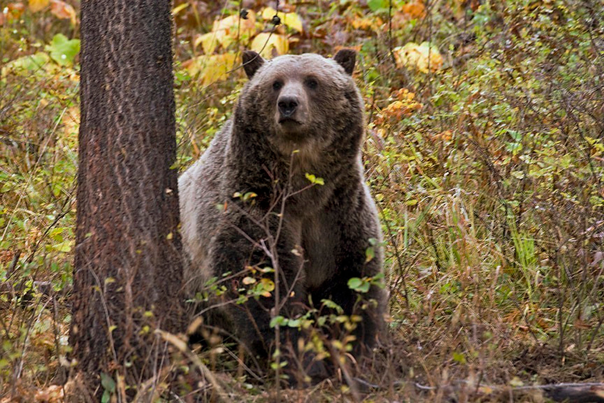 Undated file photo provided by the Montana Fish, Wildlife and Parks shows a sow grizzly bear spotted near Camas, in northwestern Montana.