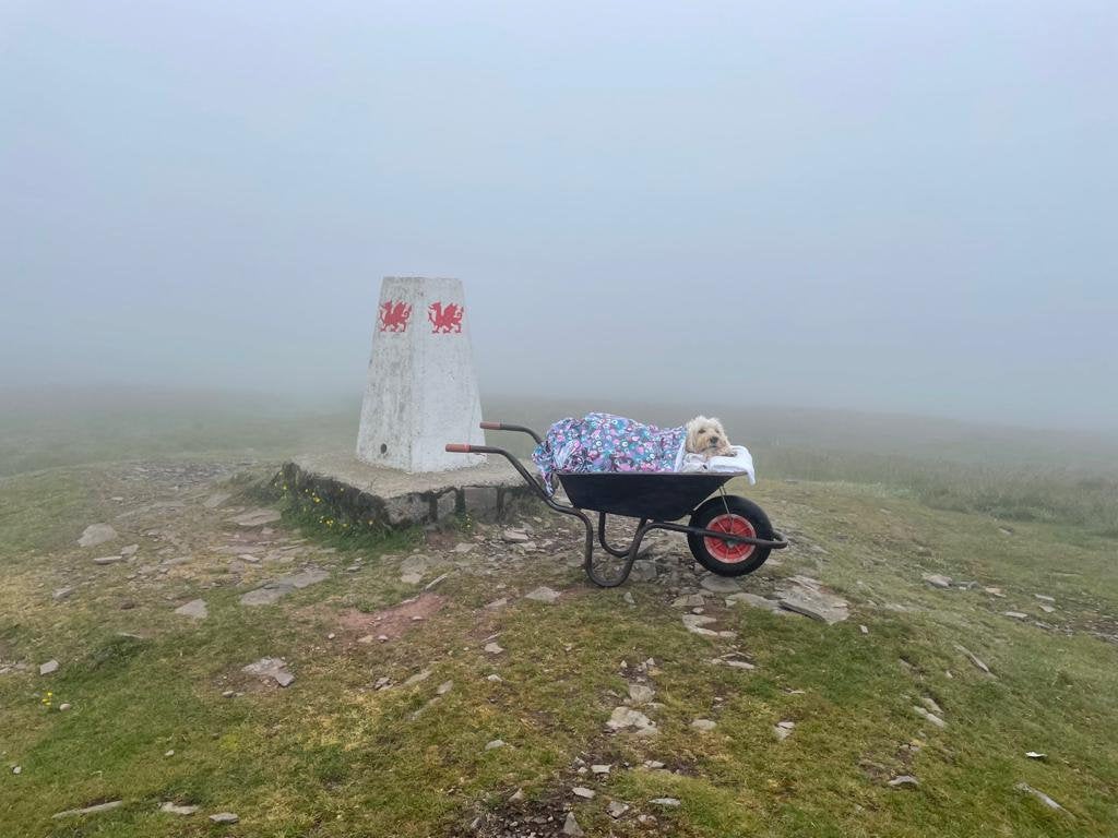 Monty in the wheelbarrow at the summit of Pen-y-Fan