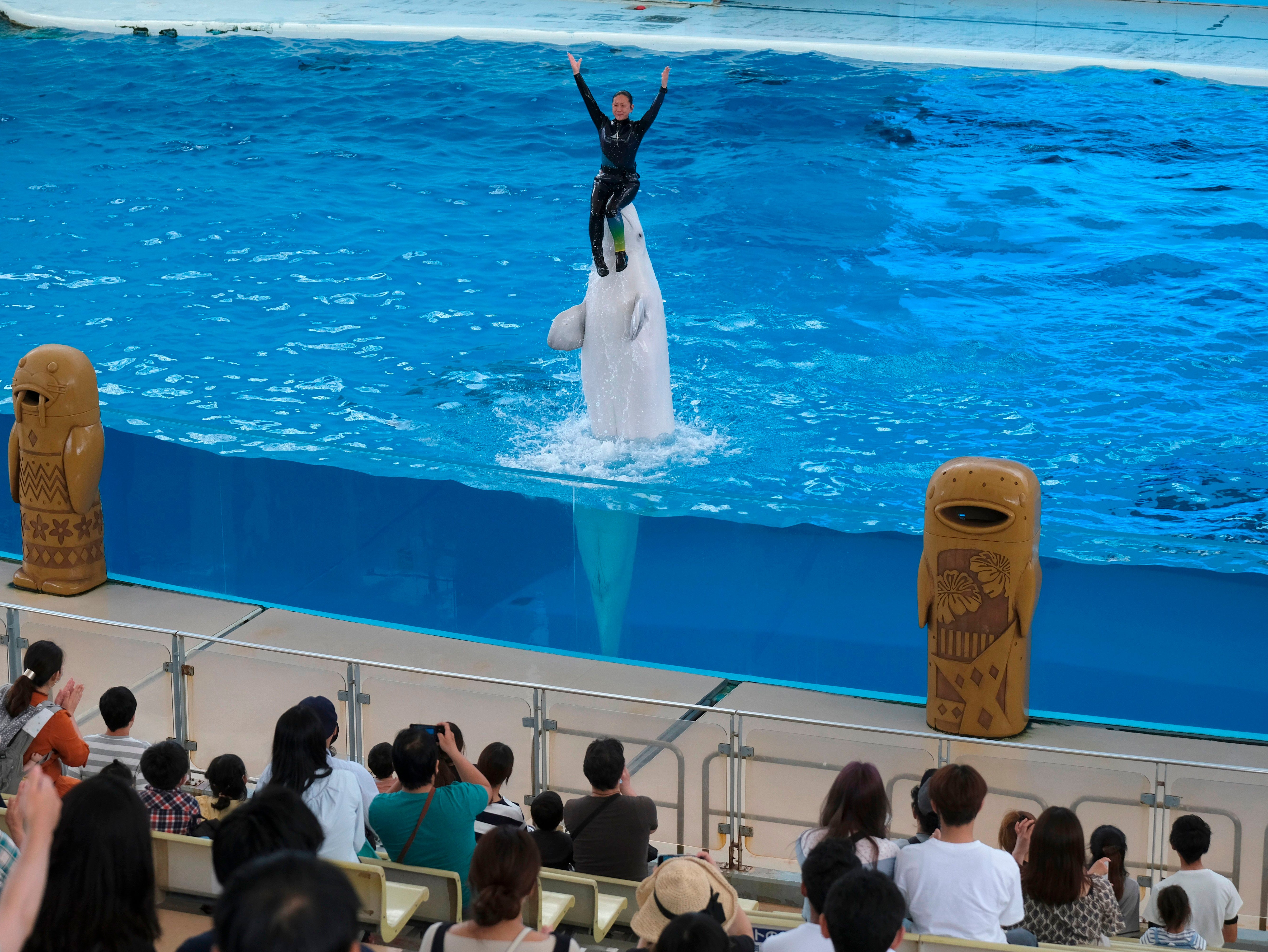 Parks that keep whales such as white belugas and dolphins cannot cater for their complex needs, the TV star says