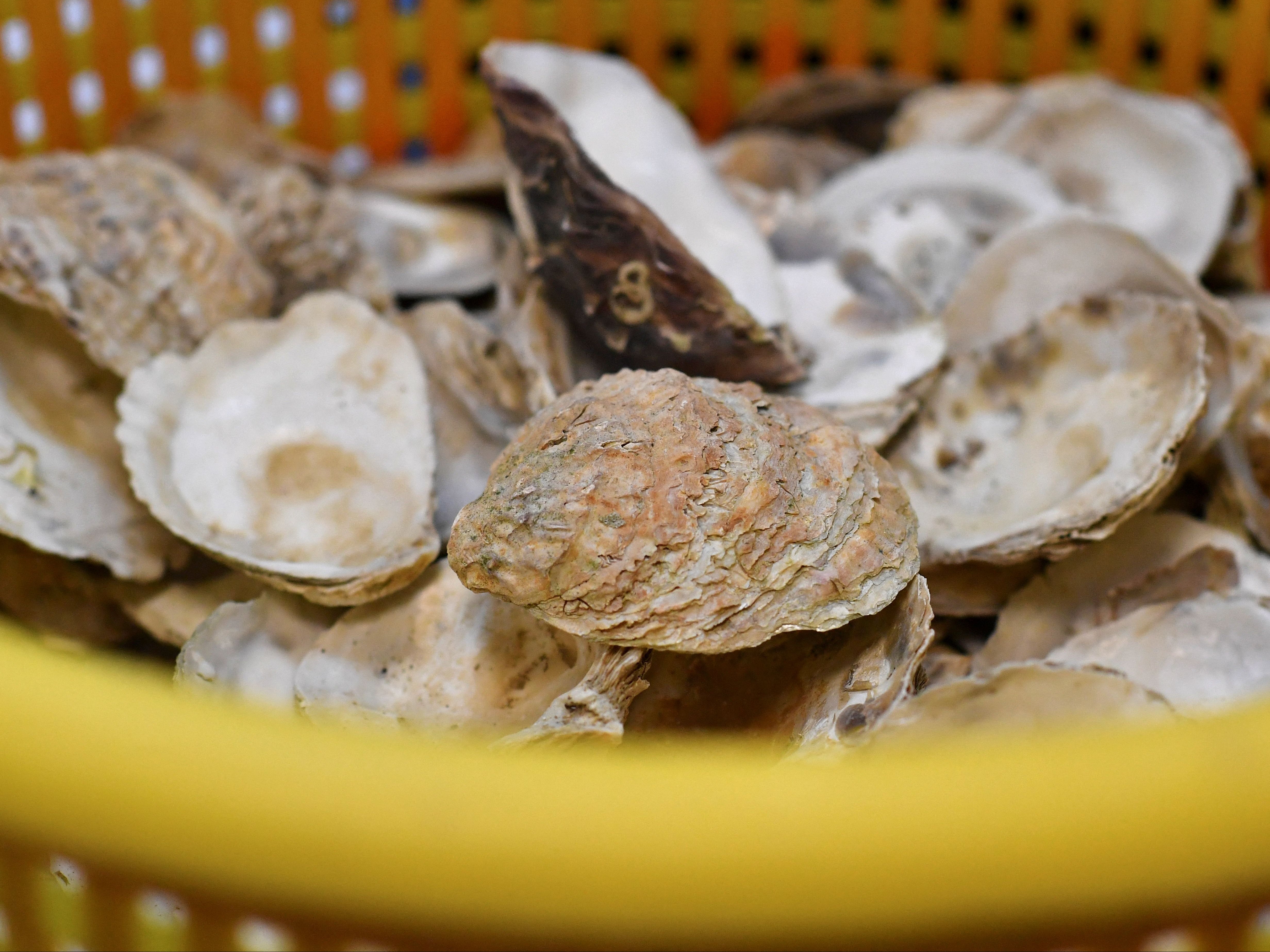 An investigation has been launched and an Oyster farm closed due to at least 100 cases of people falling il