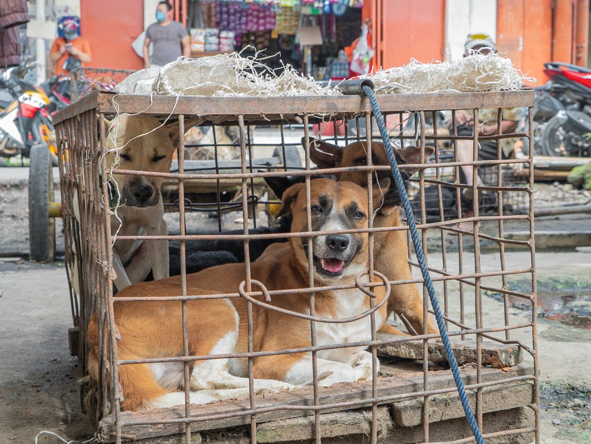 Covid risks: Indonesian markets discovered slaughtering and selling live bats, rats and dogs | The Independent Covid risks: Indonesian markets discovered slaughtering and selling live bats, rats and dogs | The Independent