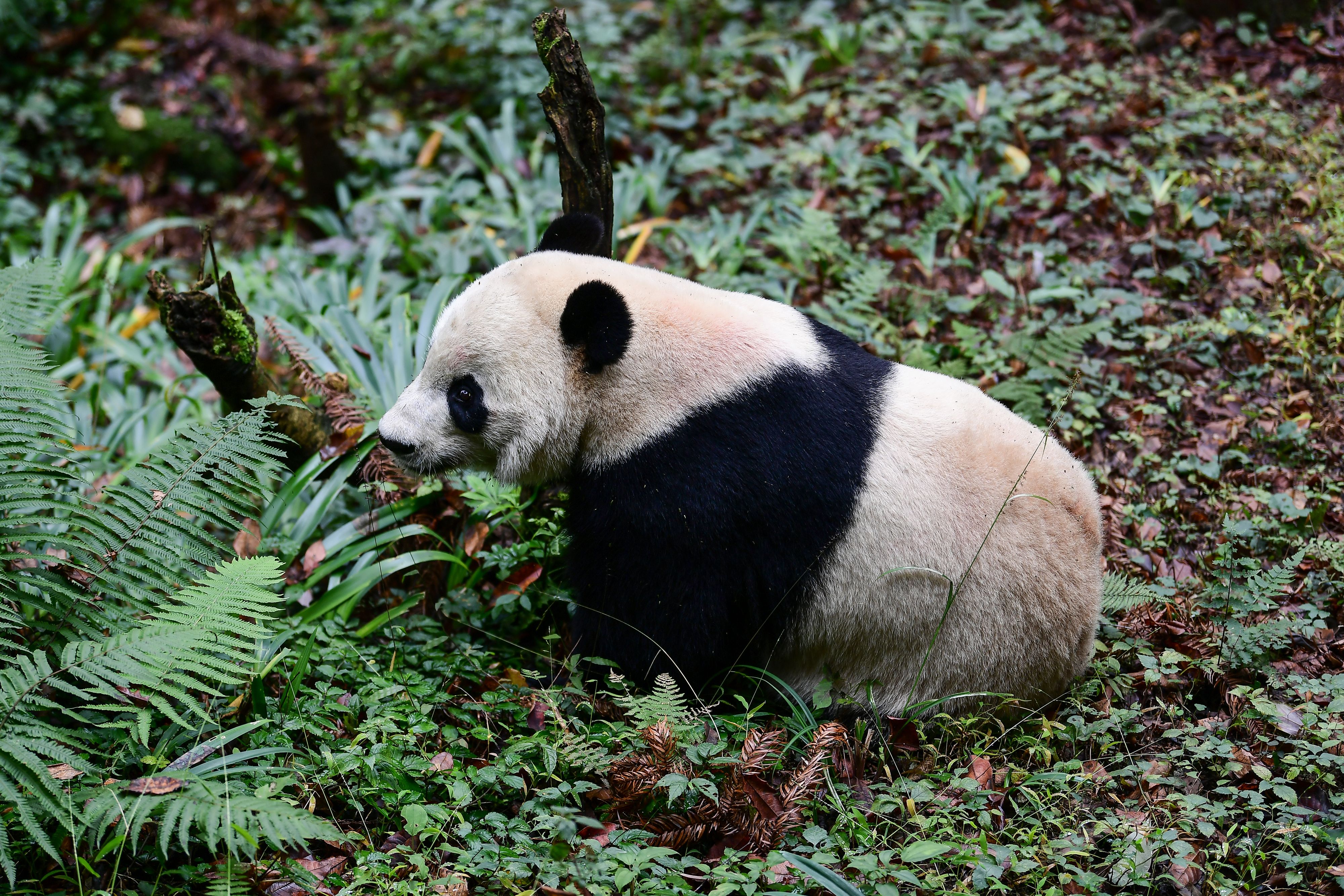 giant pandas in the wild