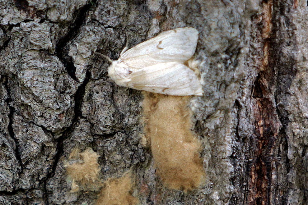 Bug experts seeking new name for destructive gypsy moths University of ...