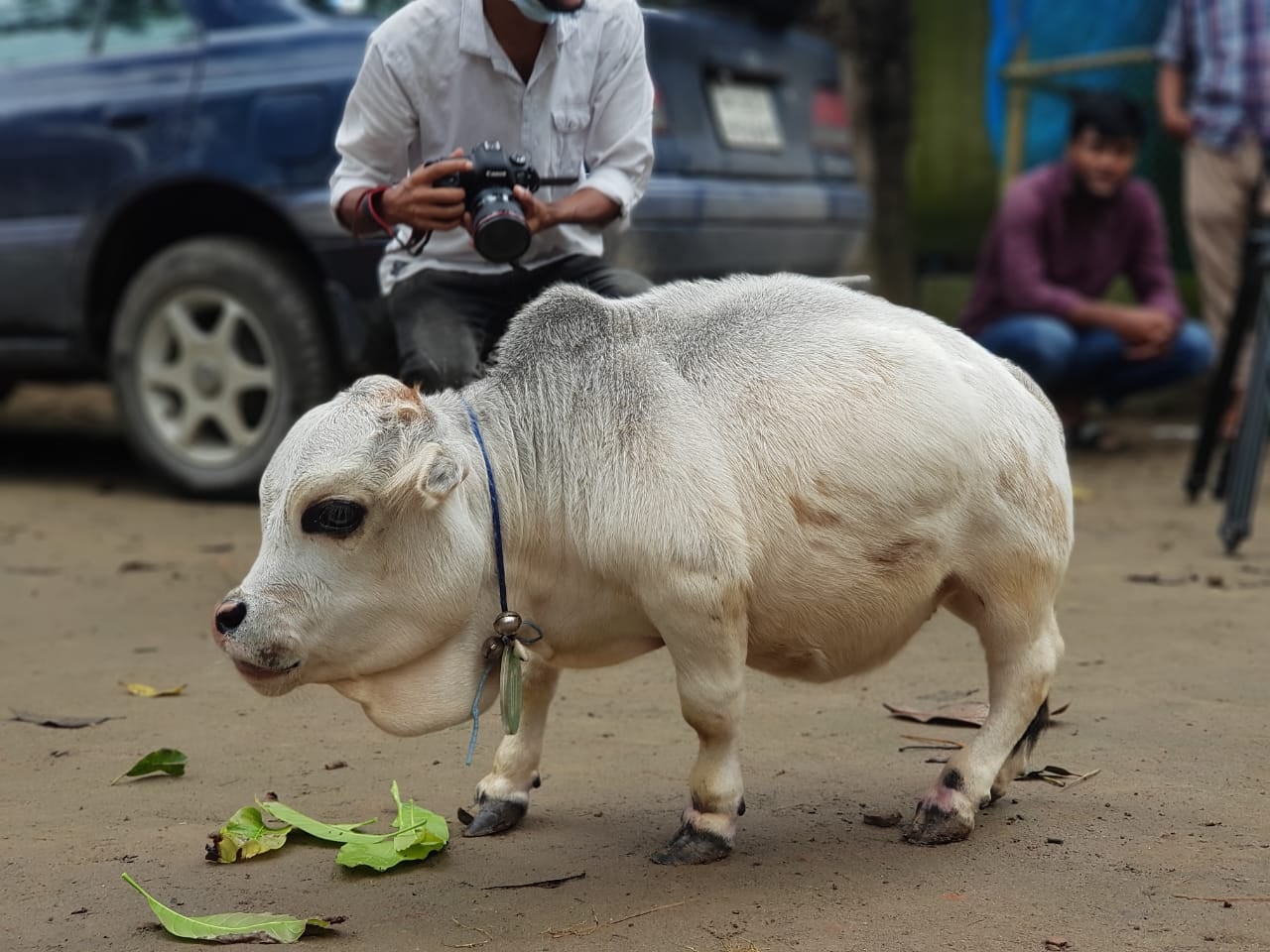 People take pictures of a dwarf cow named Rani at a farm in Bangladesh