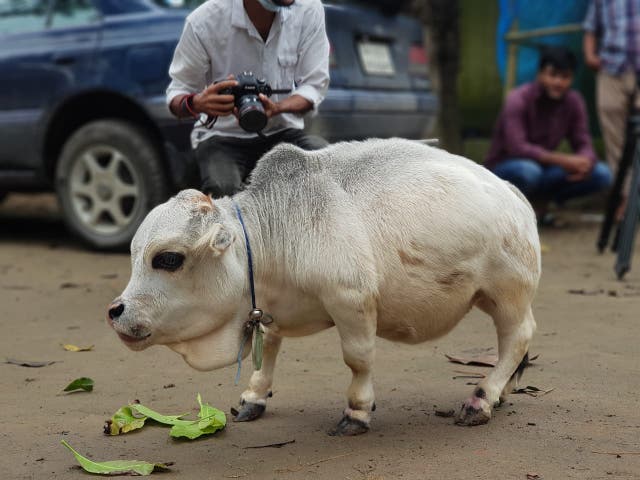 <p>People take pictures of a dwarf cow named Rani at a farm in Bangladesh</p>