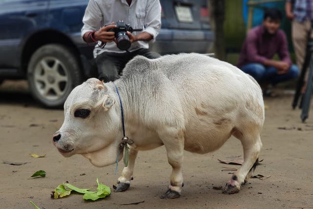 <p>People take pictures of a dwarf cow named Rani at a farm in Bangladesh</p>