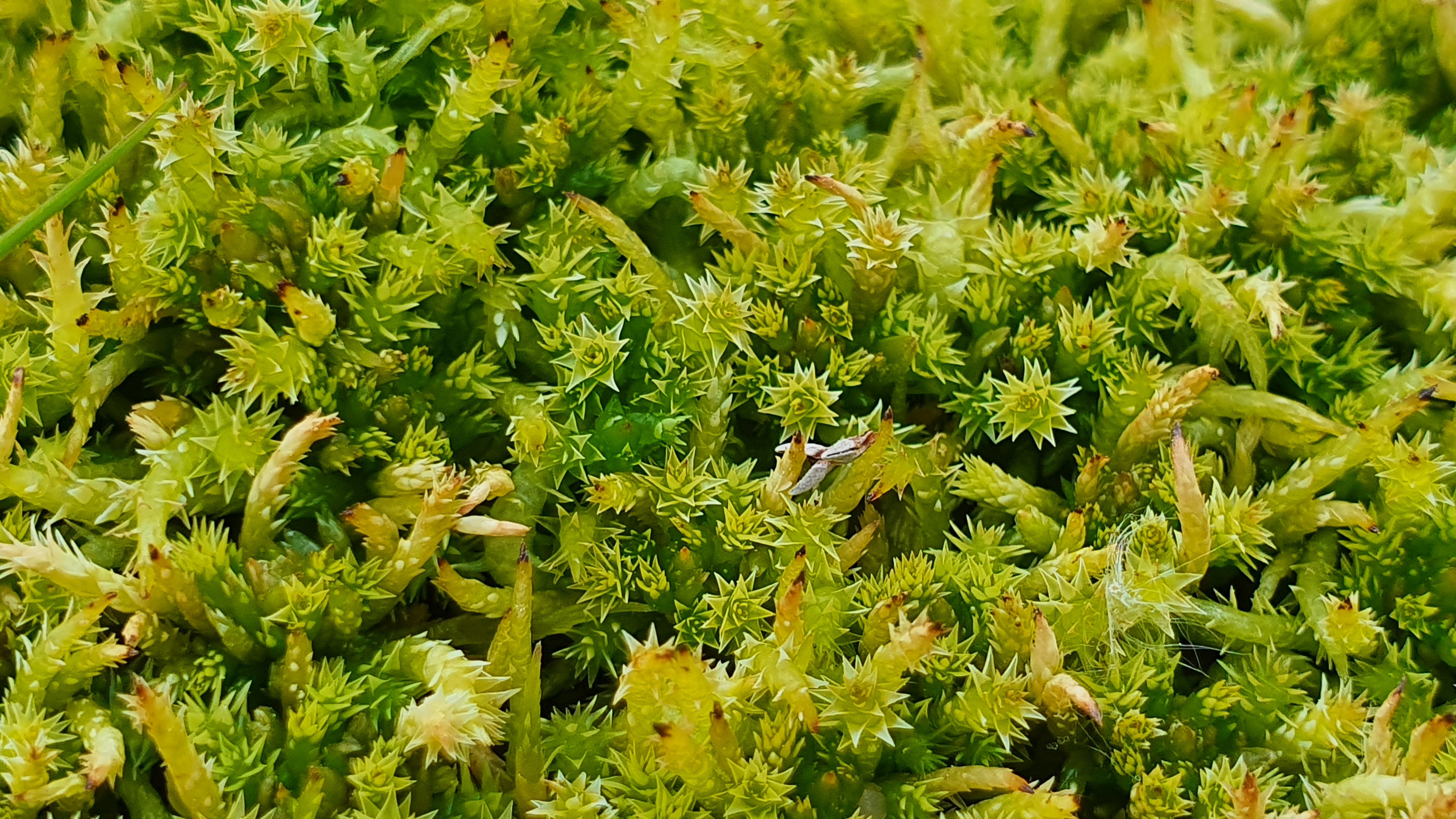 Sphagnum squarrosum (Spiky bog moss)