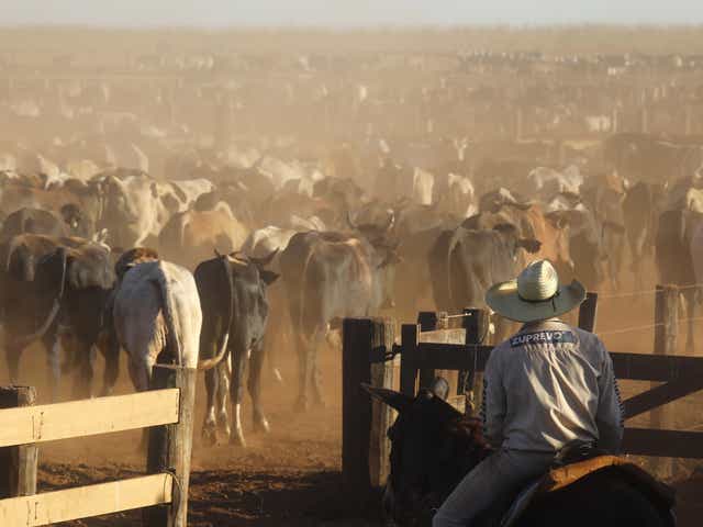 <p>In Brazil, the world’s largest exporter of red meat, trees are razed to make way for cattle ranching</p>