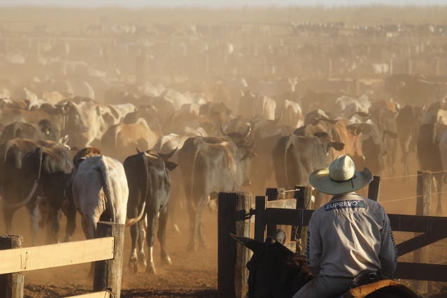 <p>Brazil, where 175 million hectares is dedicated to raising cattle, is one of the world’s largest exporters of red meat</p>