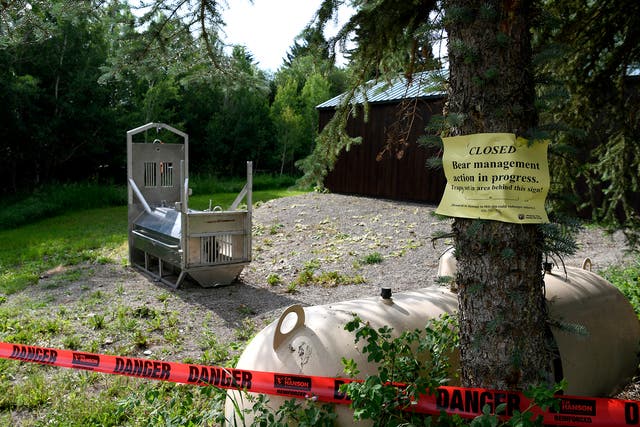 <p>A bear trap was set near the Ovando camping site where Leah Davis Lokan was killed</p>