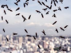 Millions of flying ants picked up on radar and could swarm Wembley during Euro 2020 final