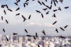 Millions of flying ants picked up on radar and could swarm Wembley during Euro 2020 final
