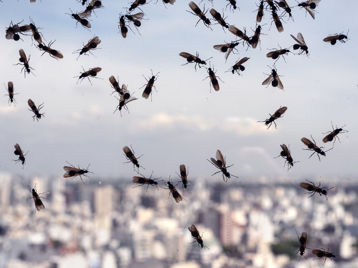 Millions of flying ants picked up on radar and could swarm Wembley during Euro 2020 final Millions of flying ants picked up on radar and could swarm Wembley during Euro 2020 final