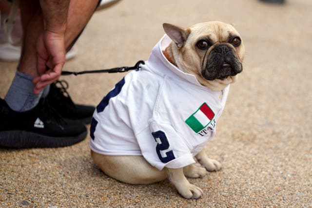 <p>An Italy supporting dog at Wembley</p>
