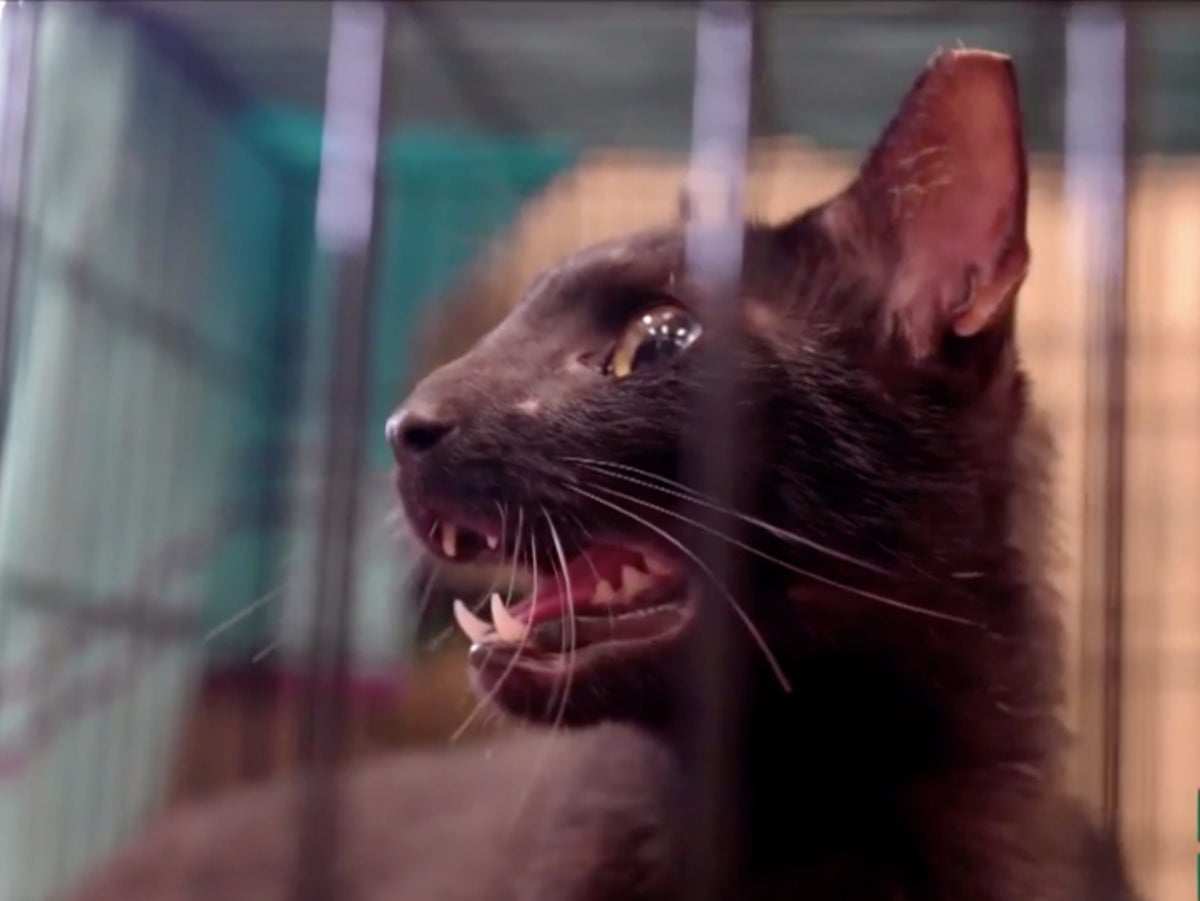 Emotional reunion for Binx the family cat after Surfside condo collapse | The Independent Emotional reunion for Binx the family cat after Surfside condo collapse | The Independent