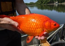 Football-sized goldfish take over lake after decades of people dumping unwanted pet fish 