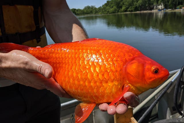 <p>Huge goldfish are believed to be a pest to waters across the world like this one found in Minnesota.</p>