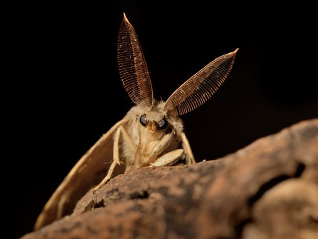 <p>Experts have decided to change the name of gypsy moths</p>