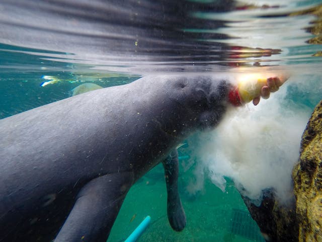 <p>Un manatí es alimentado con biberón en una piscina de recuperación en David A. Straz, Jr., Manatee Critical Care Center  ZooTampa en Lowry Park en Tampa, Florida, el 19 de enero de 2021.</p>