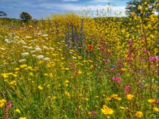 New ‘wild belt’ designation could boost biodiversity and return lost wildlife to towns and cities