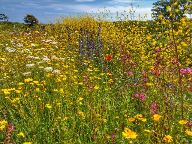 <p>Existing protections ‘aren’t enough’ to make up for steep declines in wildlife across the UK</p>