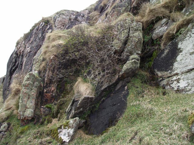 <p>The European crab apple tree was unexpectedly found living on the island of  Pabaigh Mor by botanists in 2003</p>