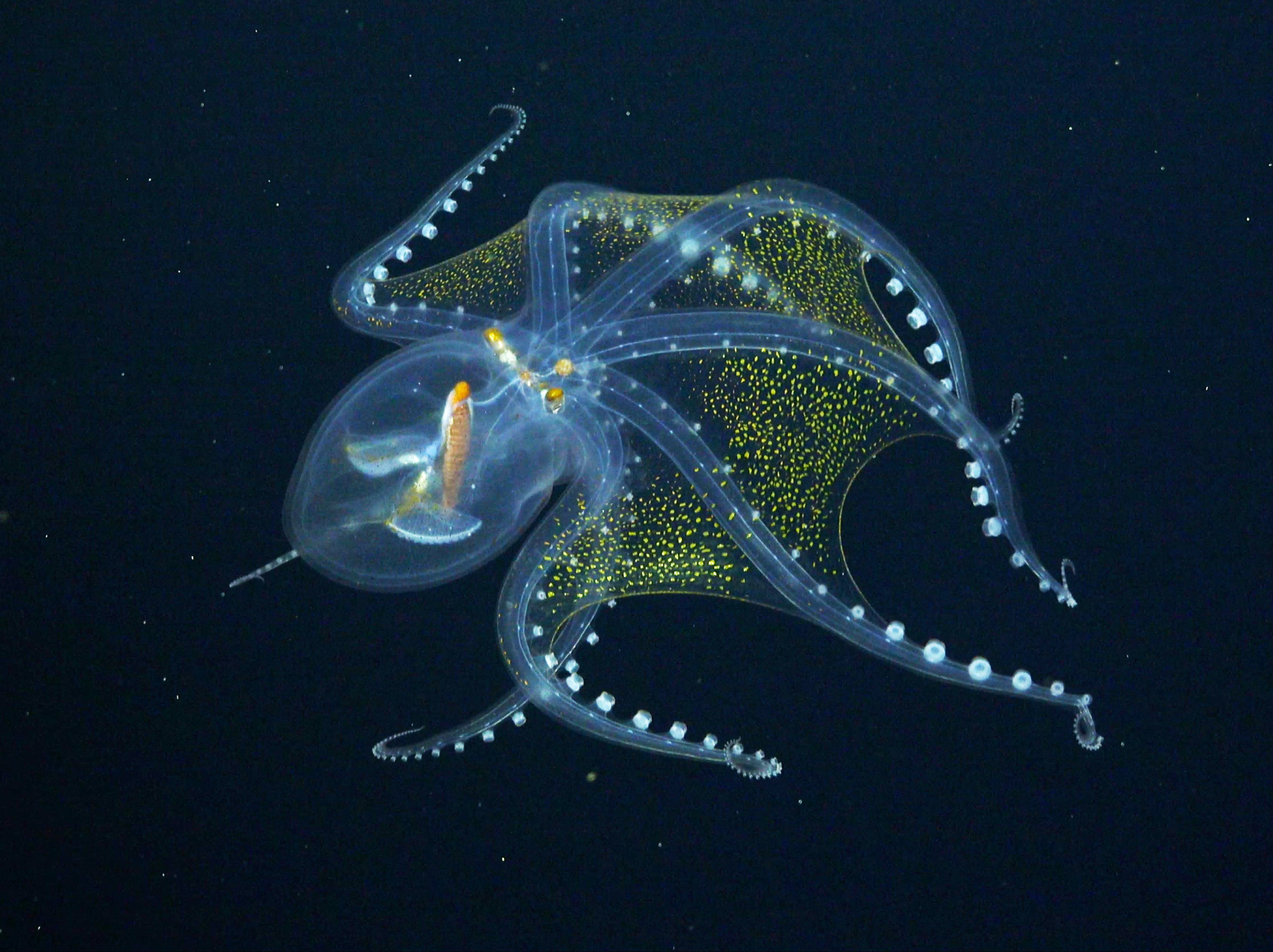 The octopus, known as Vitreledonella richardi, has only a few visible features - its optic nerve, eyeballs and digestive tract