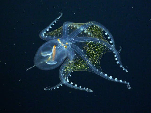 <p>The octopus, known as Vitreledonella richardi, has only a few visible features - its optic nerve, eyeballs and digestive tract</p>