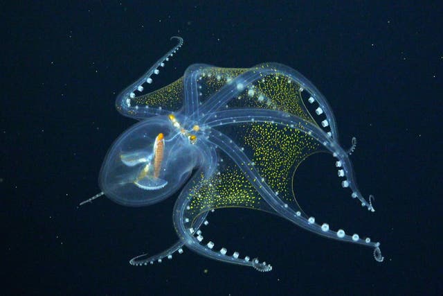 <p>The octopus, known as Vitreledonella richardi, has only a few visible features - its optic nerve, eyeballs and digestive tract</p>