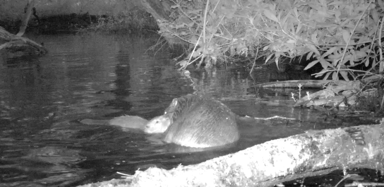 The mother and her six-week-old kit were spotted on camera swimming at night