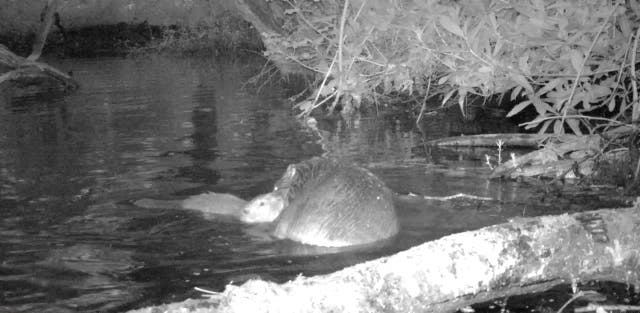 <p>The mother and her six-week-old kit were spotted on camera swimming at night</p>