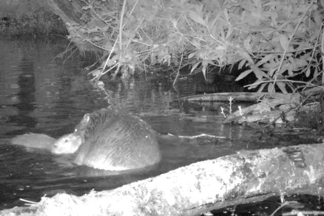 <p>The mother and her six-week-old kit were spotted on camera swimming at night</p>