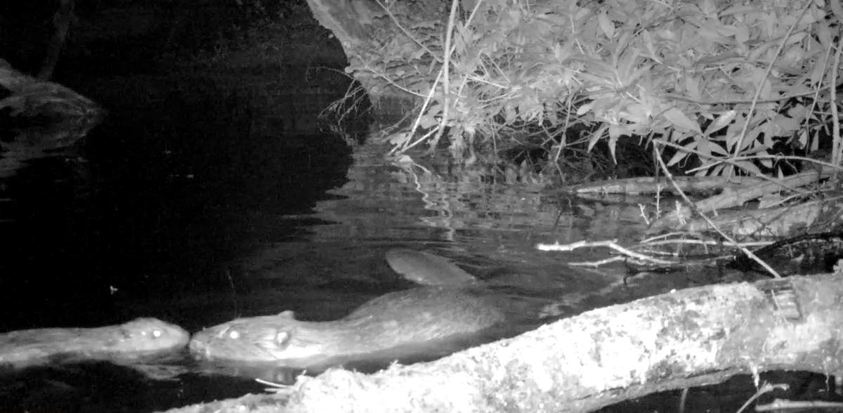 First beaver born on Exmoor for 400 years 