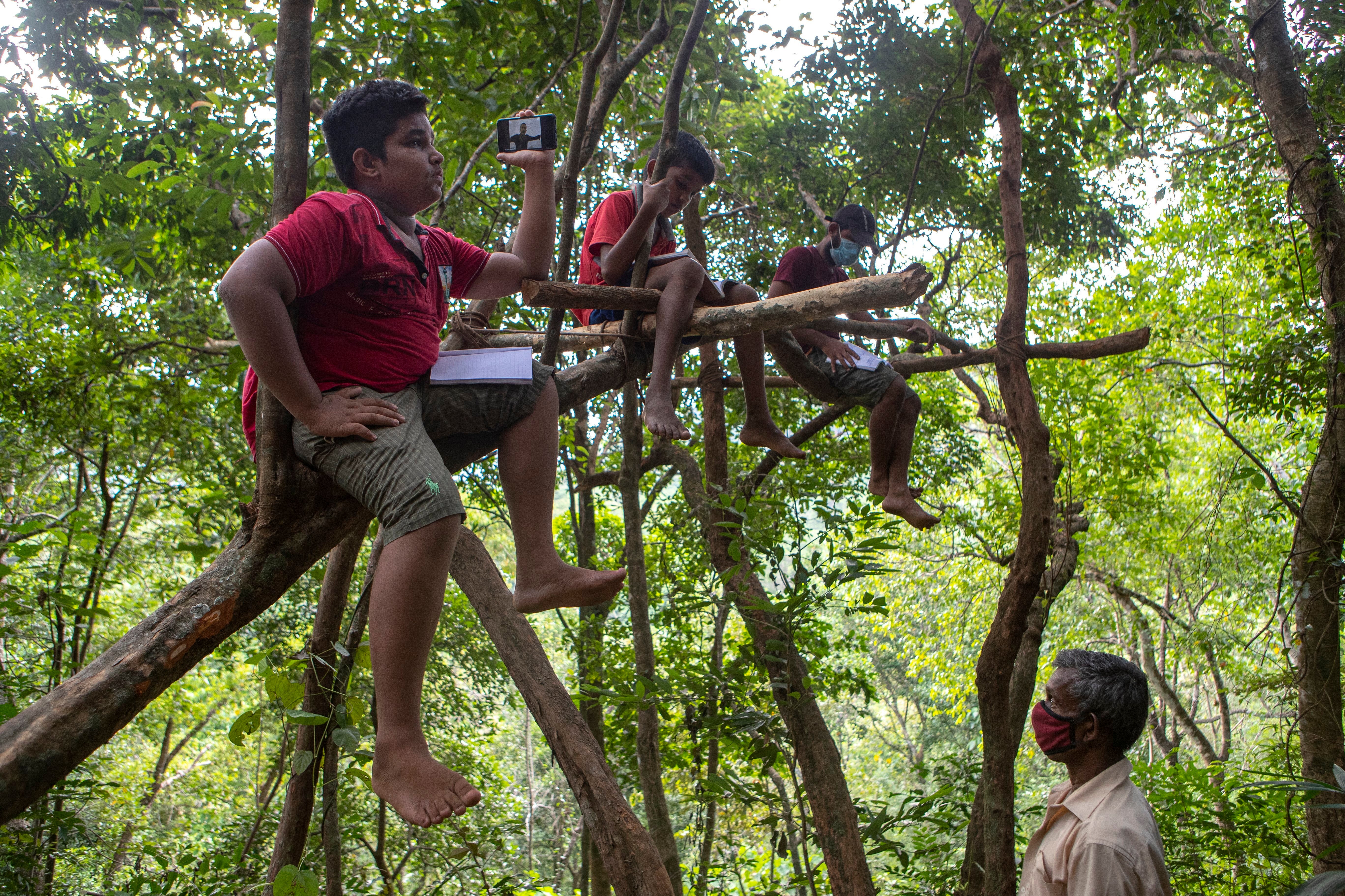 Sri Lankan children sit on tree branches as they access their online lessons from a forest reserve