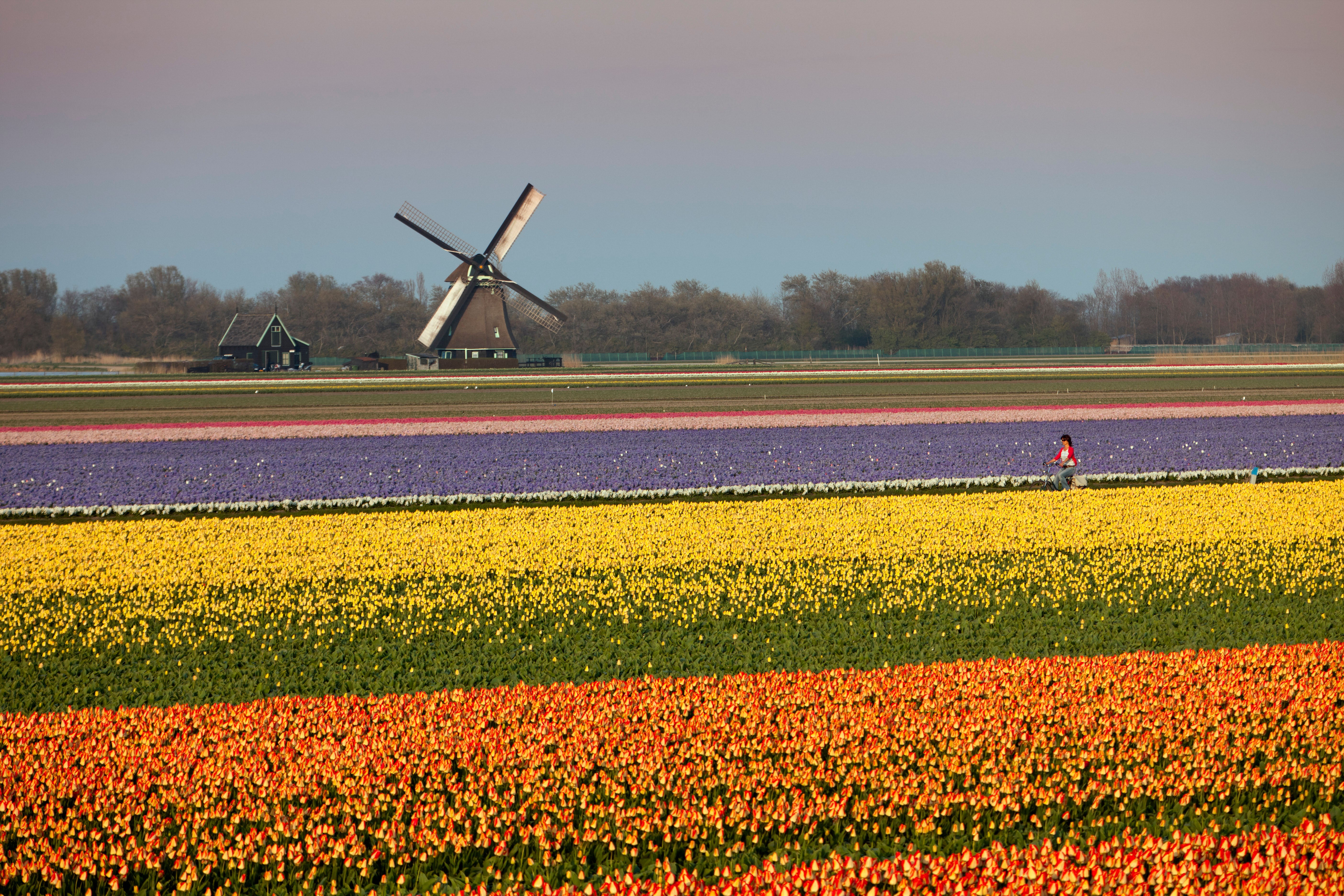 Person cycling through a tulip field in the Netherlands