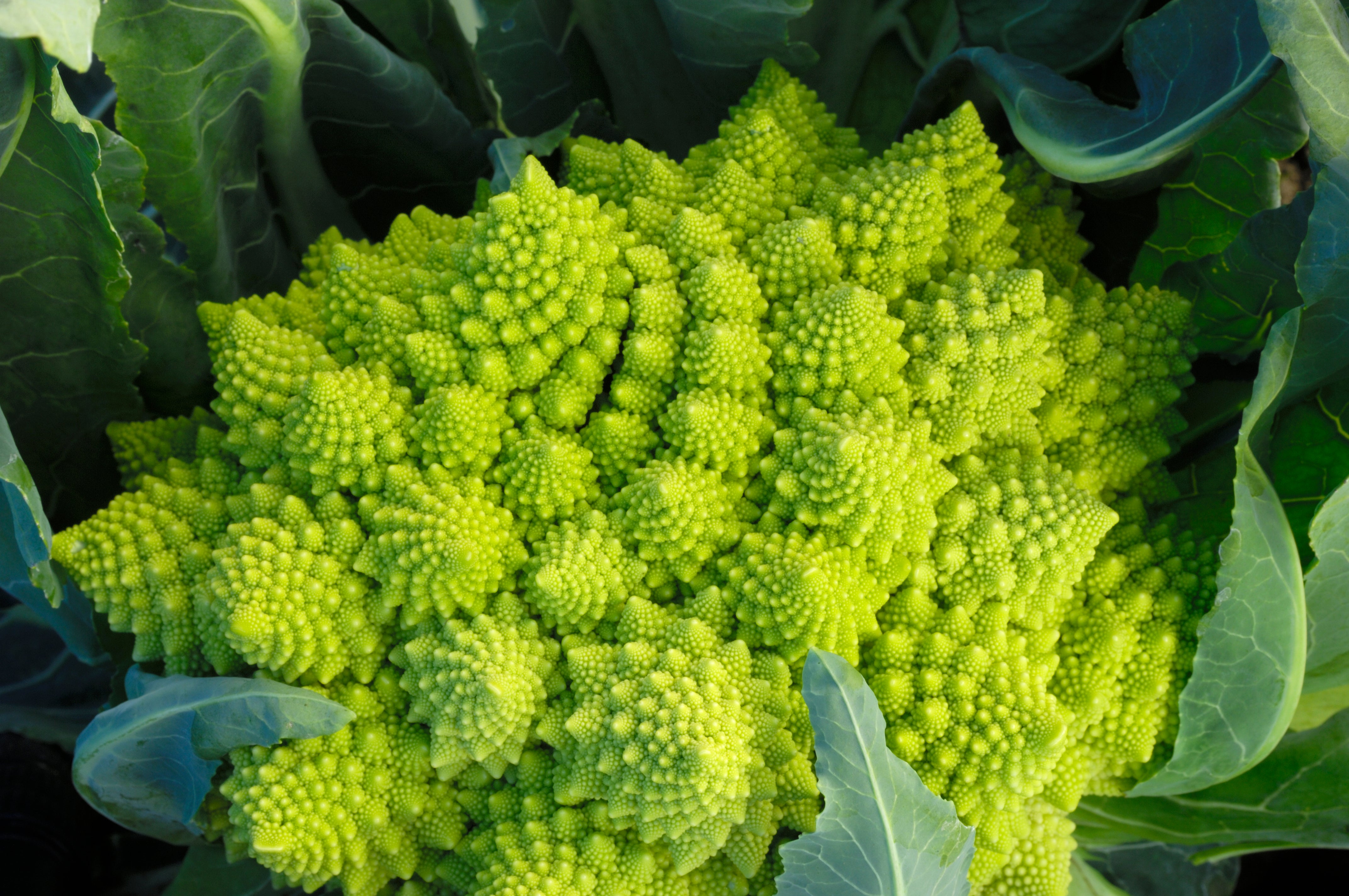 Engrossing greens: the endlessly fascinating patterns of the romanesco cauliflower