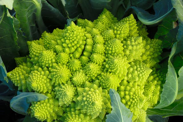 <p>Engrossing greens: the endlessly fascinating patterns of the romanesco cauliflower</p>