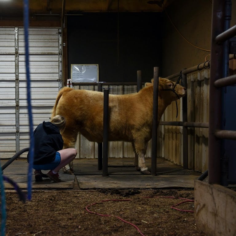 Munson grooms a cow