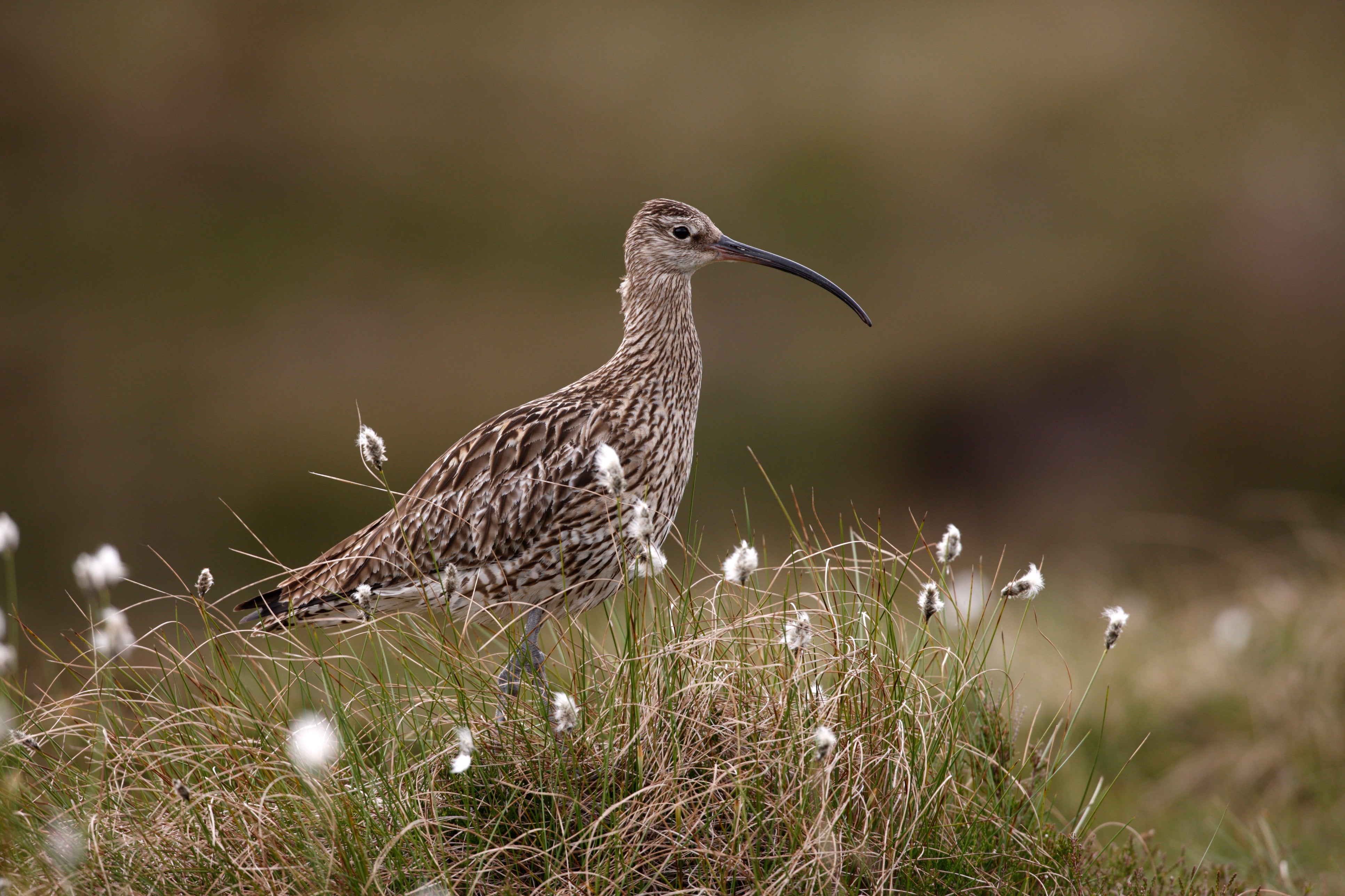 Birds such as the redshank, curlew and lapwing are down by almost 50 per cent