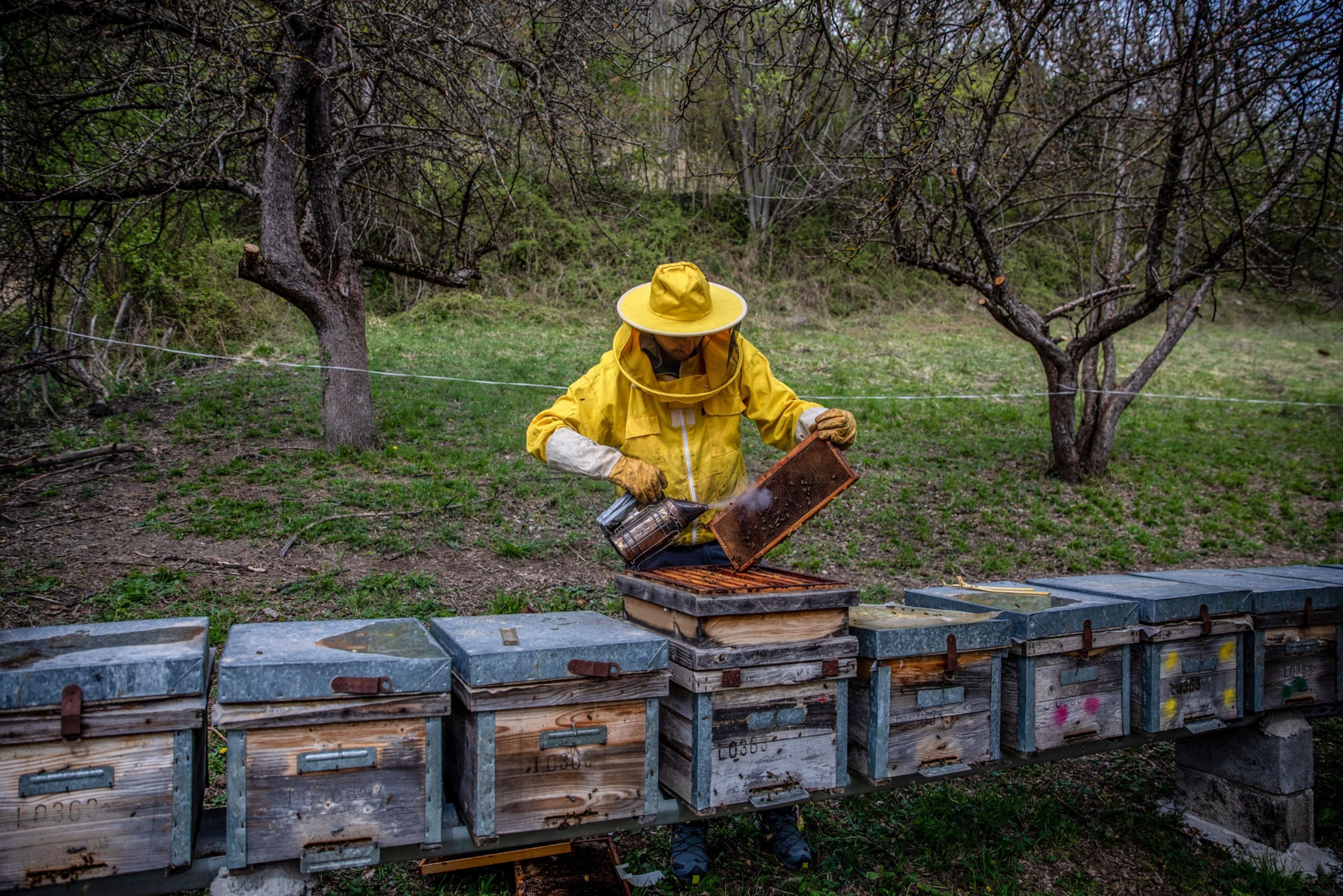 A beekeeper smokes a frame from a hive in Vielha