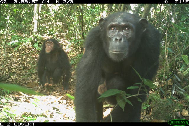 <p>Chimpanzees have been observed attacking gorillas</p>