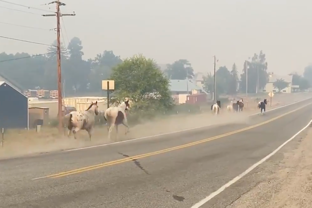 <p>Horses flee the intensifying wildfires in Washington state</p>
