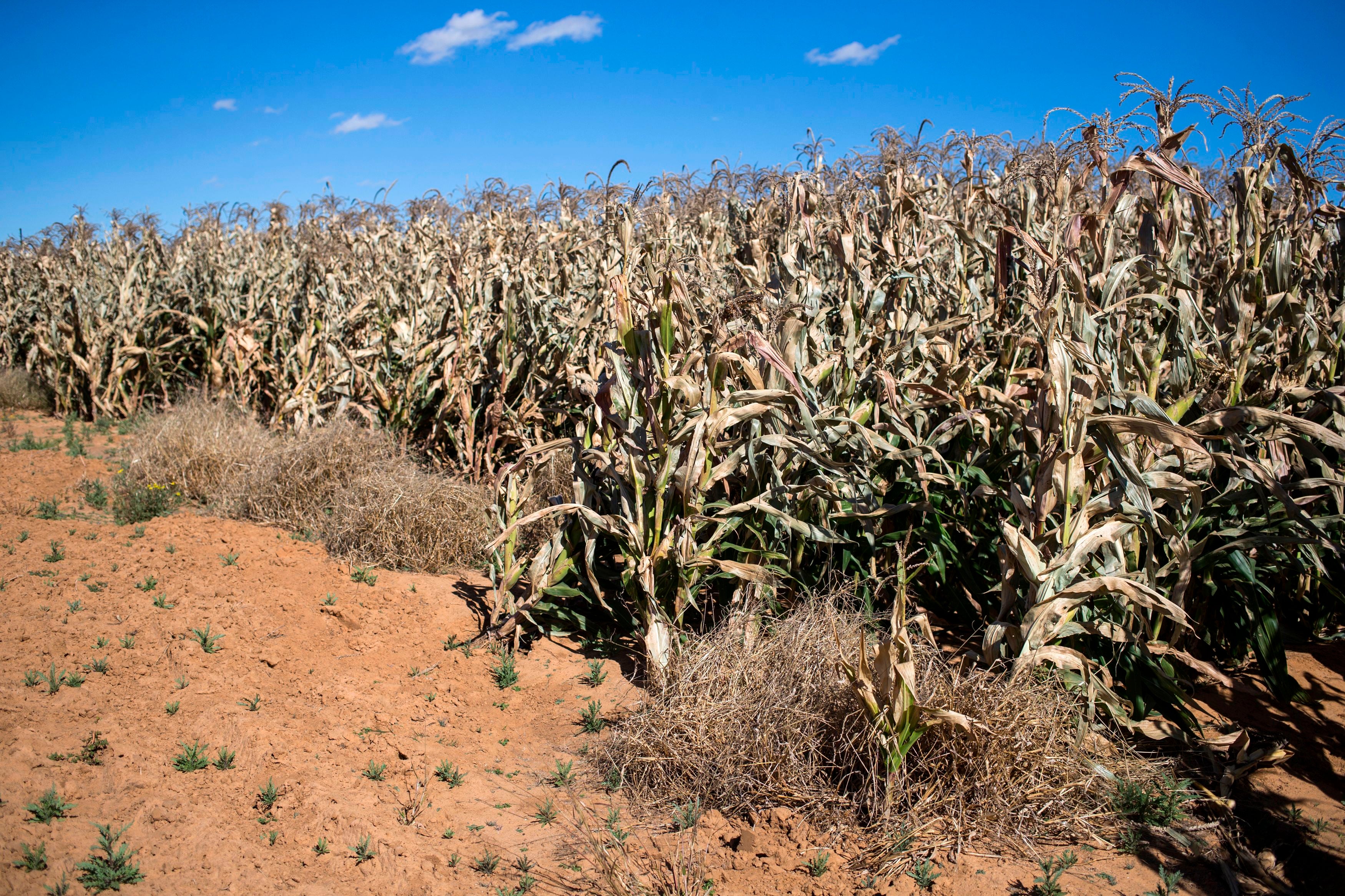 Corn field near Bothaville, South Africa